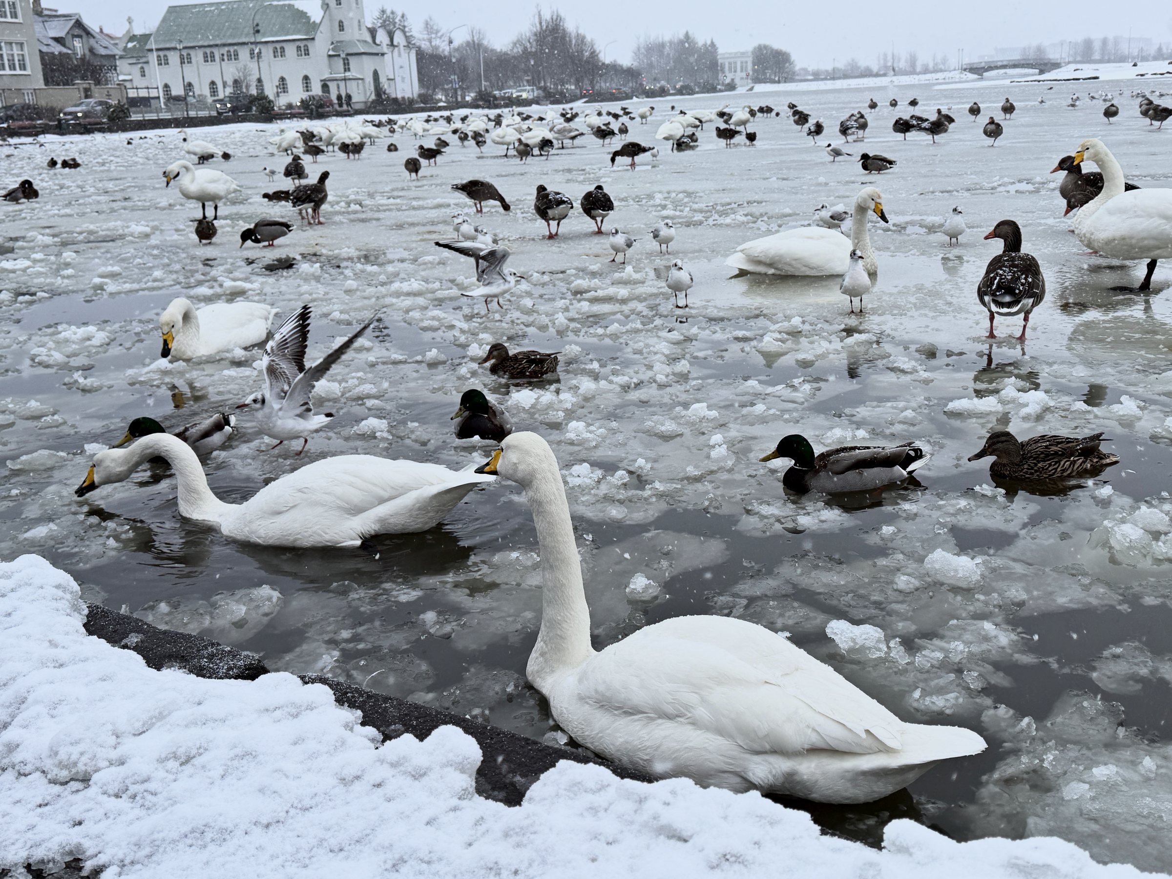 Whooper swans and ducks on a half-frozen city pond, broken ice in the water.