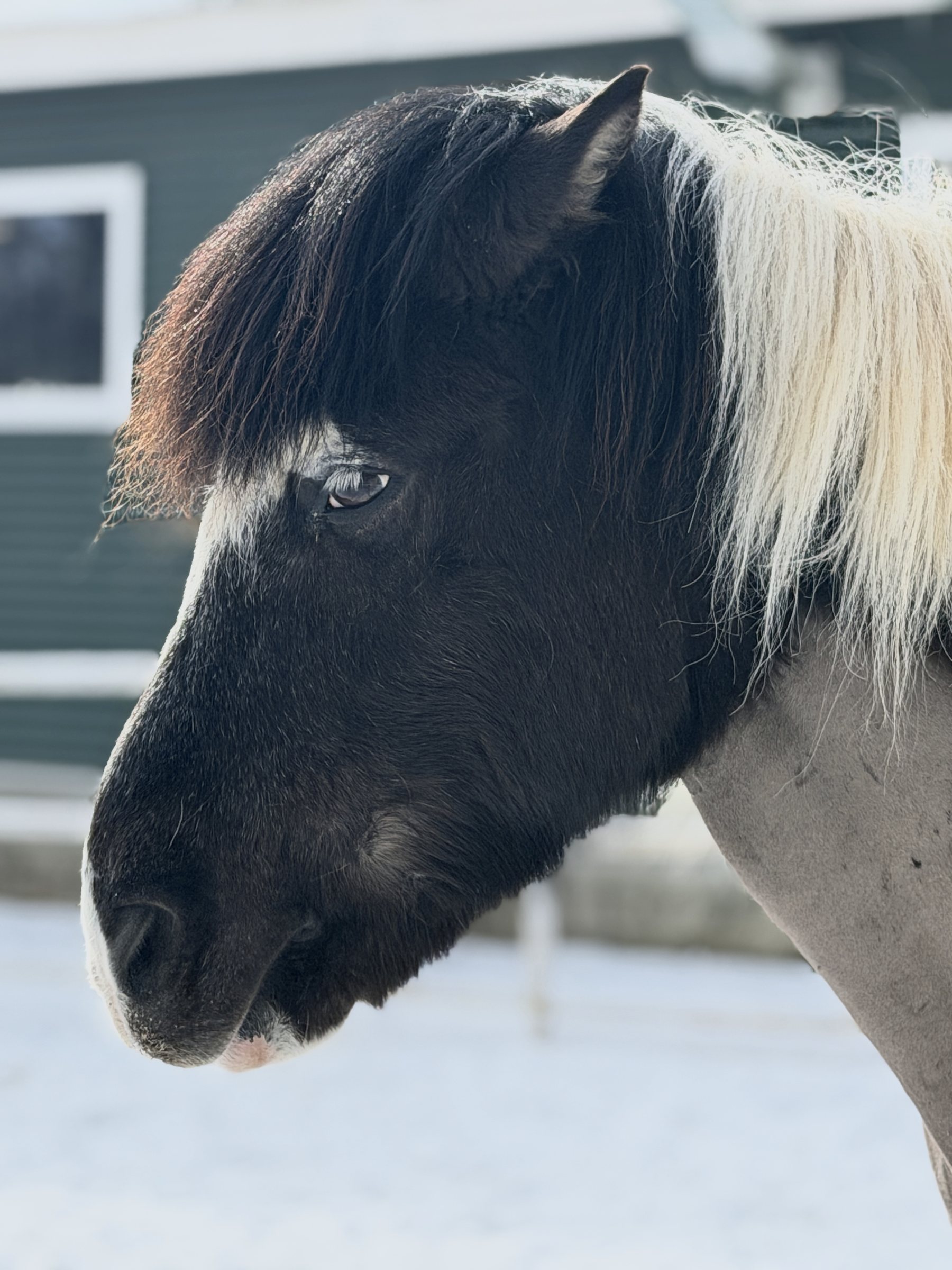 Close portrait of an Icelandic horse with a dark face and a pale blond mane, snow behind.