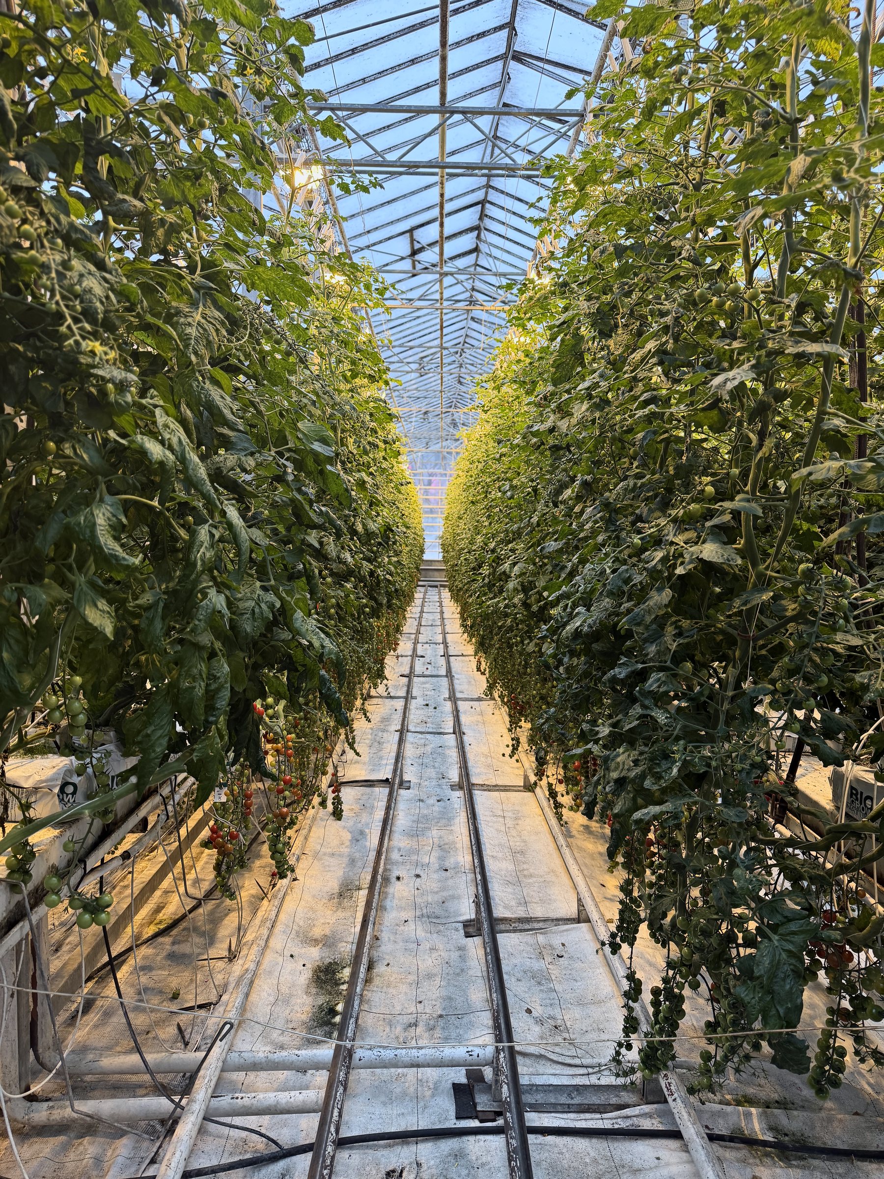 A long greenhouse aisle between tall walls of tomato vines under a glass roof.