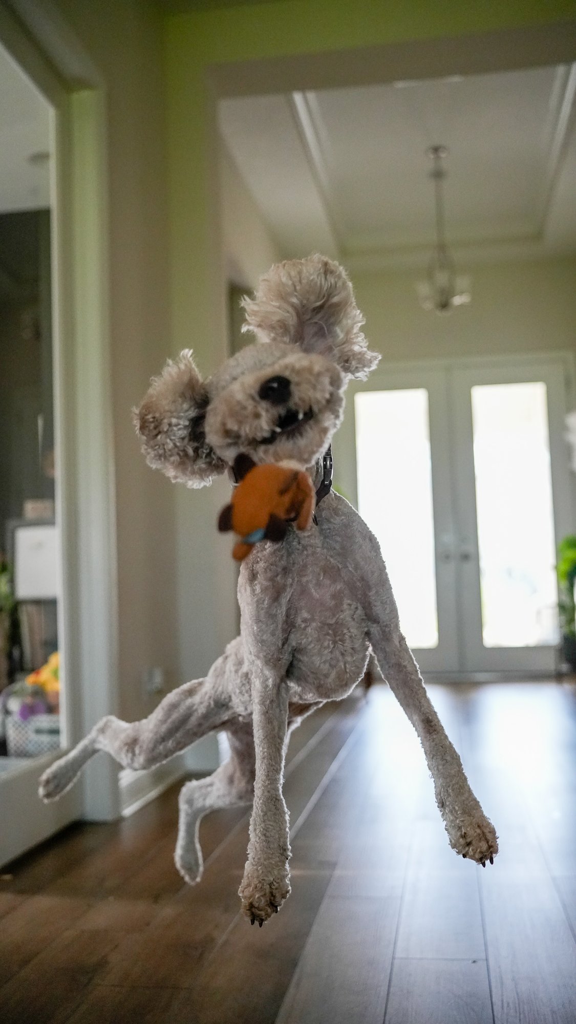 The catch: Mia Faith mid-air with the orange toy in her mouth, ears flared, legs splayed toward the camera