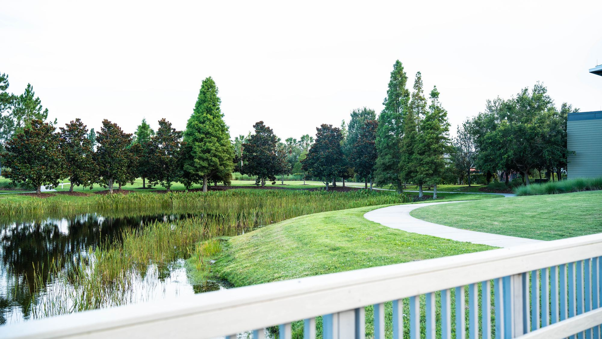 Seen over a white railing, a curving concrete path runs beside a pond edged with reeds, trees beyond.