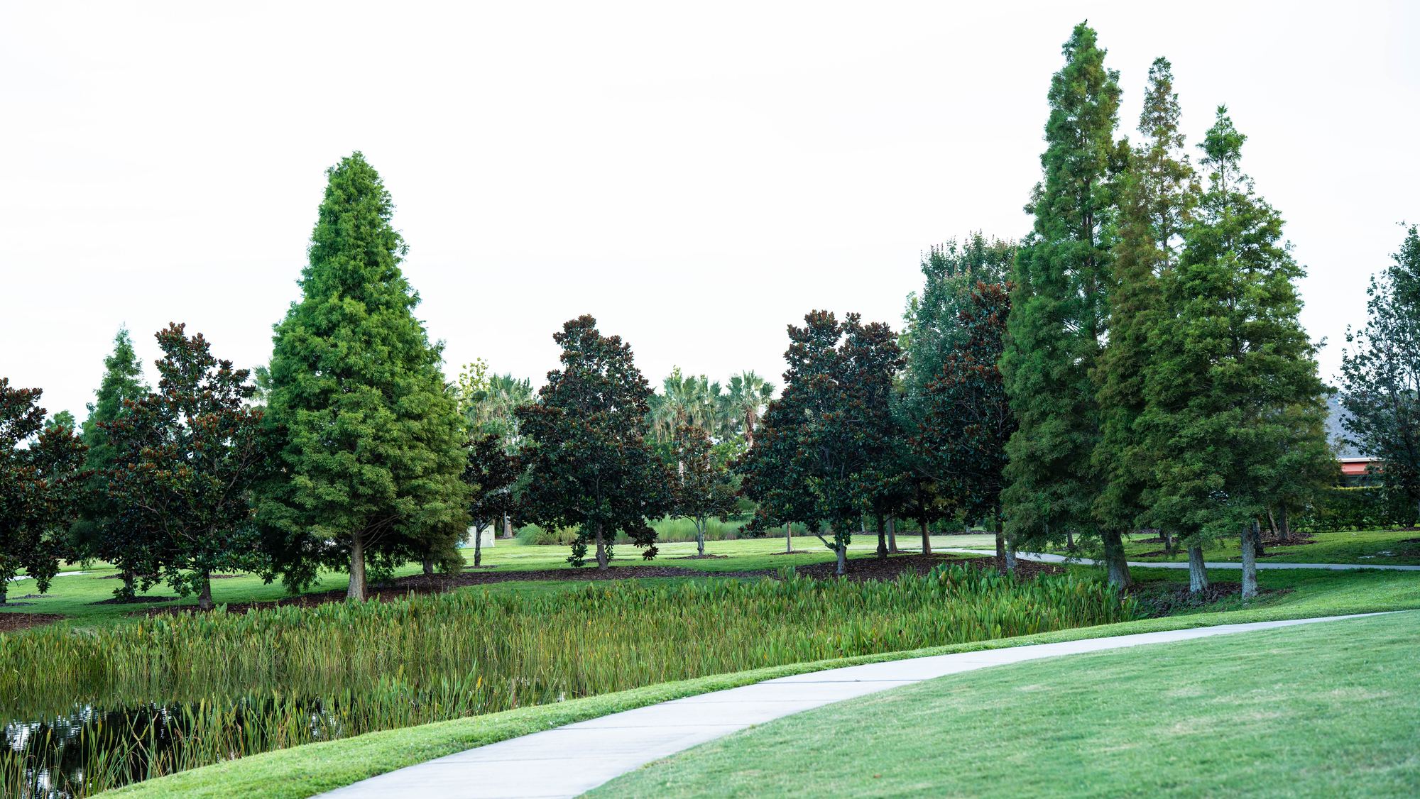 A row of dark southern magnolias between tall, bright green bald cypress trees, beyond a band of reeds and a curving path.
