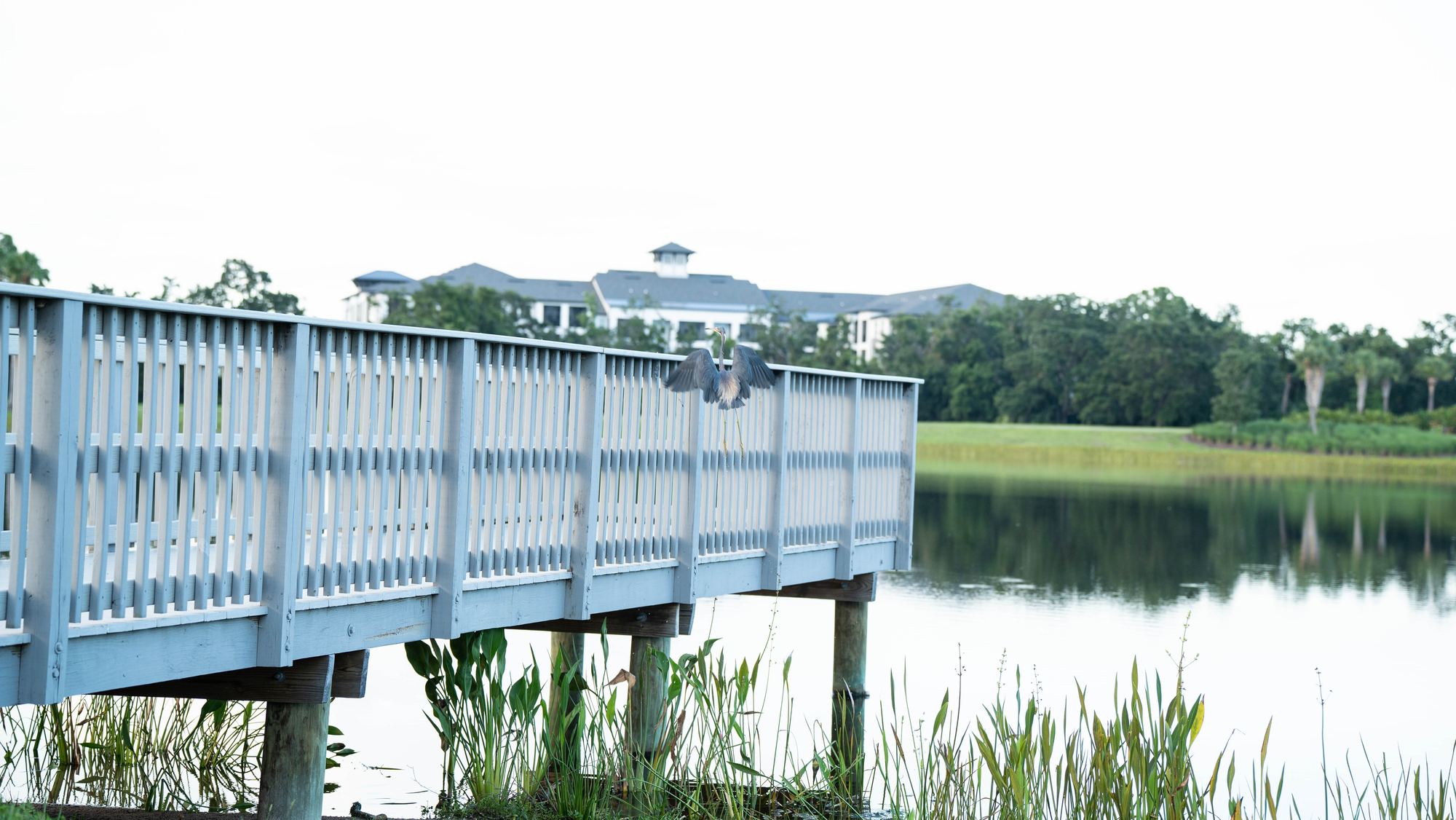 A heron with wings spread wide, landing on the railing of a pale blue boardwalk over a lake.