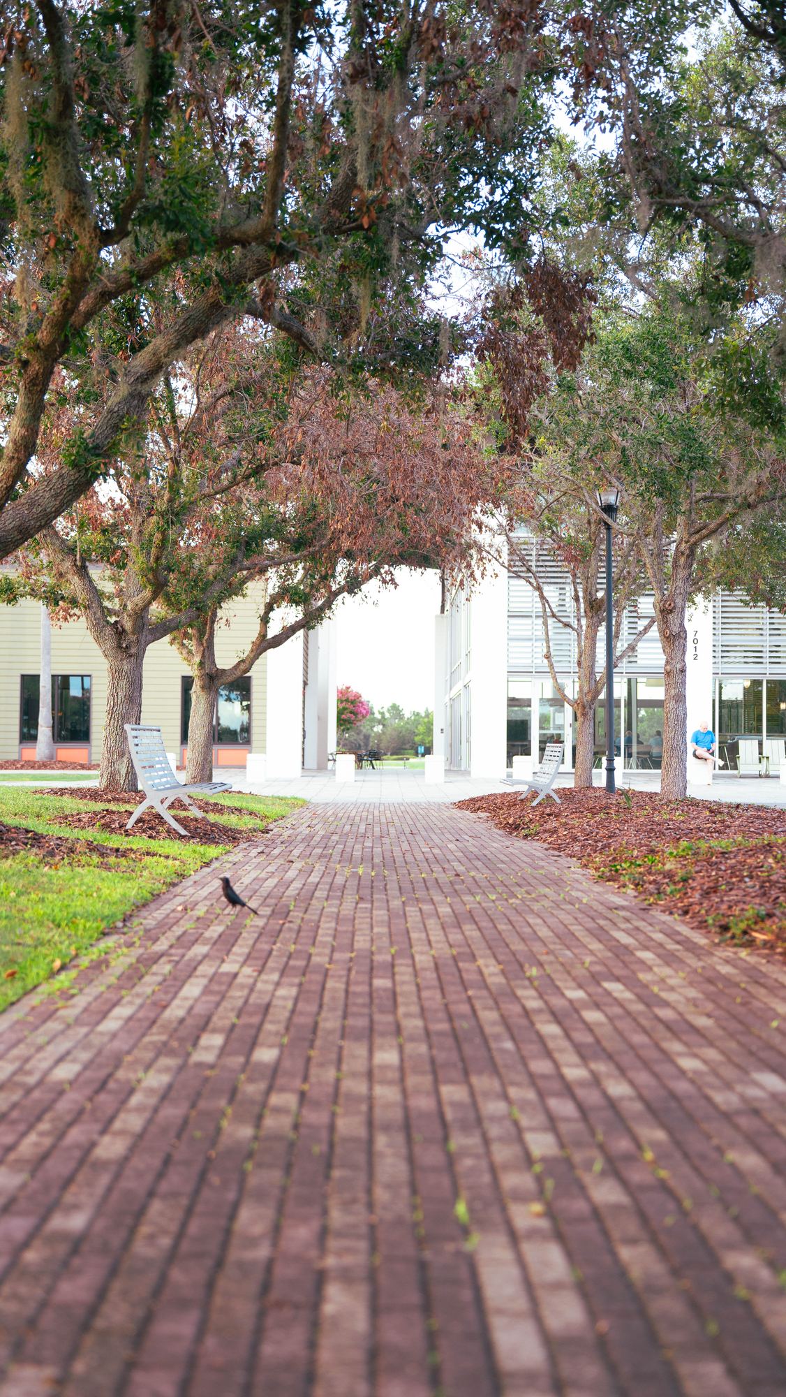 A red brick path under live oaks hung with Spanish moss, a small black bird standing on the bricks, white buildings at the far end.