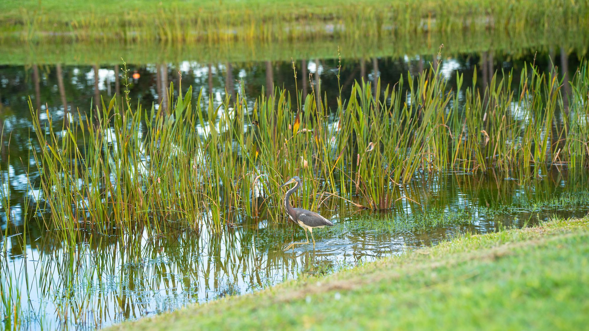 A tricolored heron stepping through shallow water among tall green pickerelweed, ripples spreading from its feet.